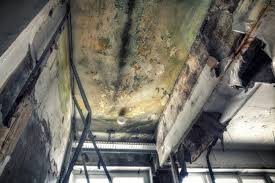 Why You Should Choose Our Mold Remediation Services in Mcsherrystown, PA